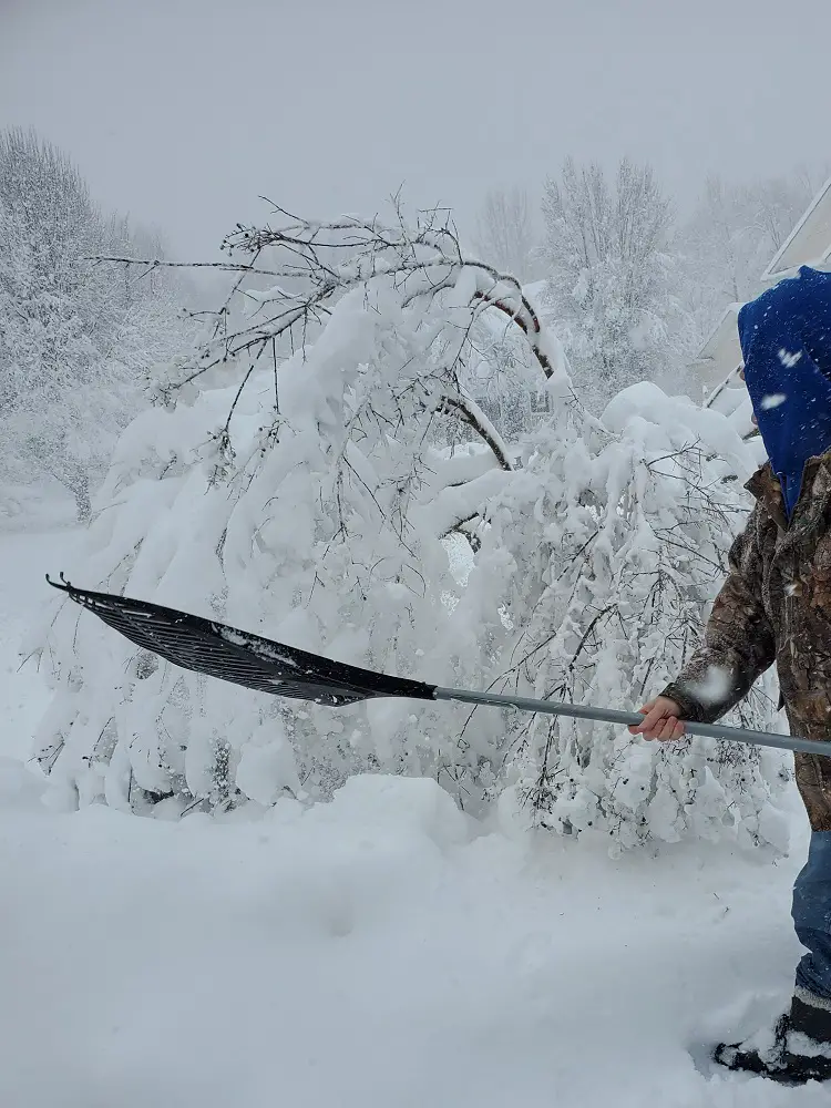 Using a rake to remove snow from a Crape Myrtle