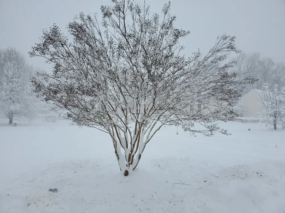 Crape Myrtle after cleaning snow off it.