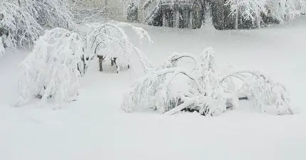 Crape Myrtles heavy with snow.