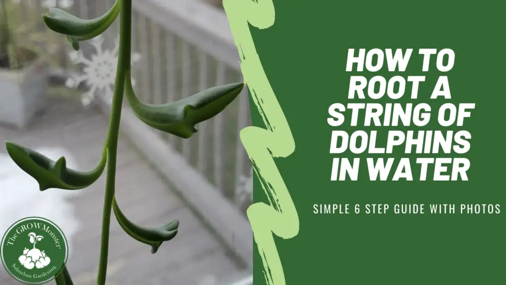 How to root string of dolphins words next to plant in photo.