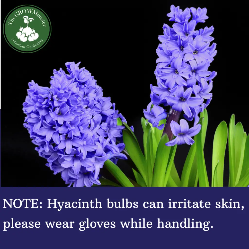 Photo of 2 blue blooming Hyacinths.