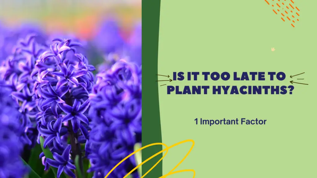 Photo of Hyacinth with text Is it too Late to Plant Hyacinths.