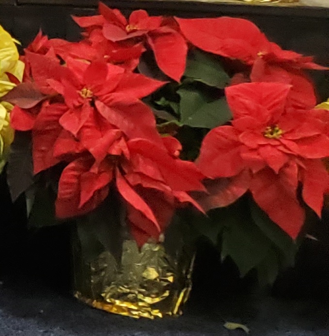 Red Poinsettia with foil covering on pot.