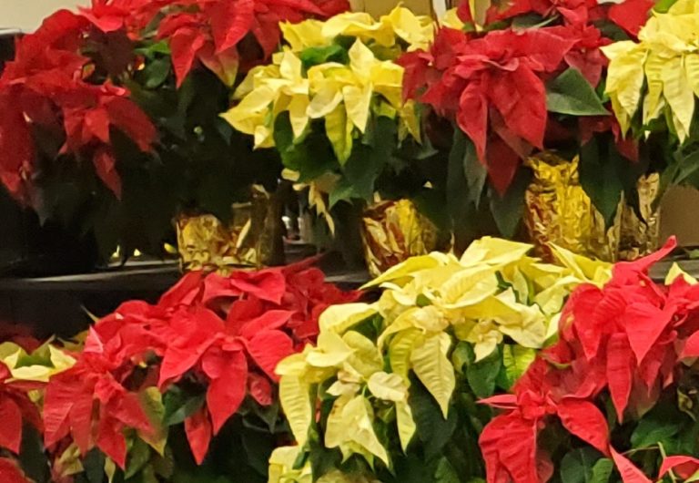 How Often Do You Water a Poinsettia? Easy to Read 4 Step Chart The