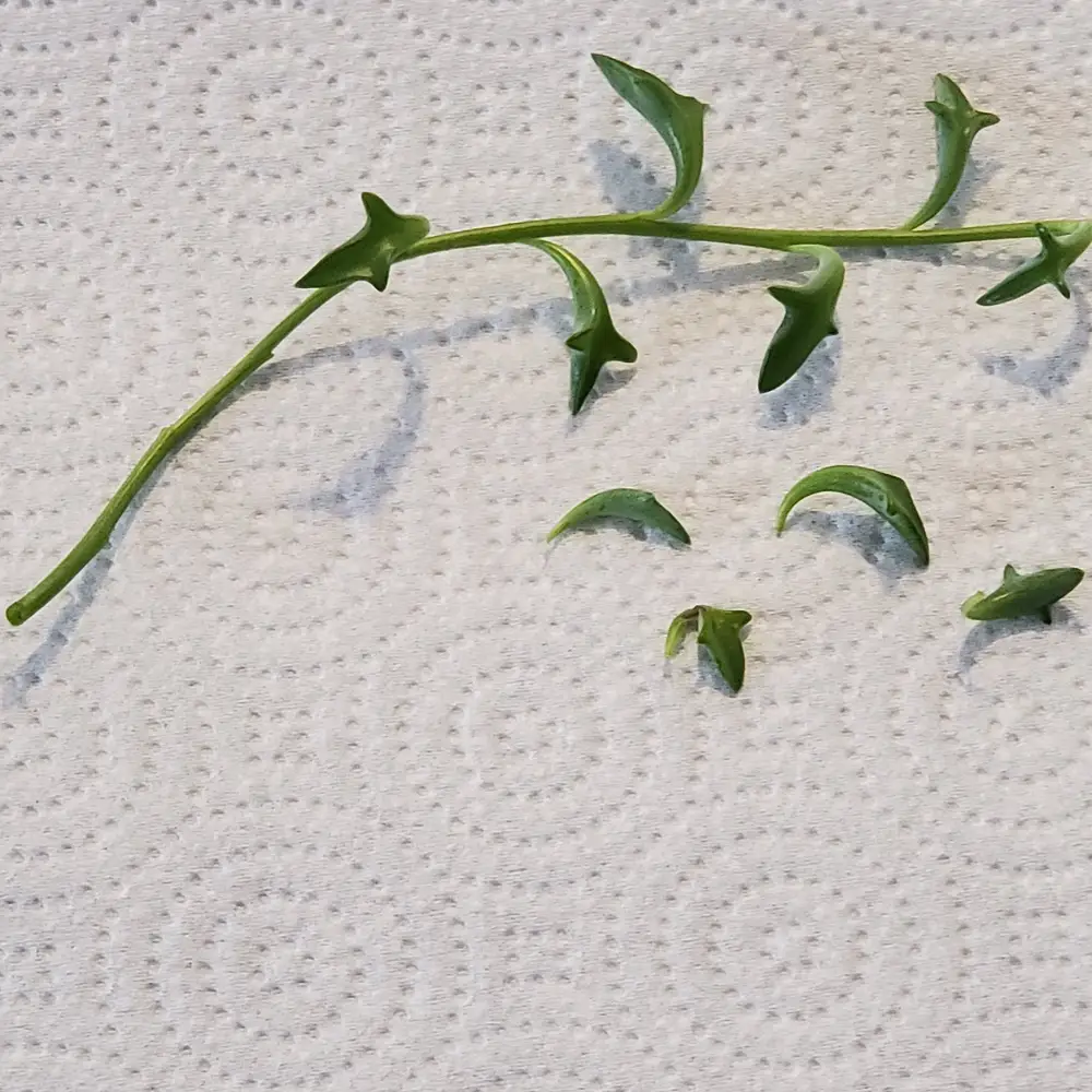Stem and leaves from String of Dolphins succulent.