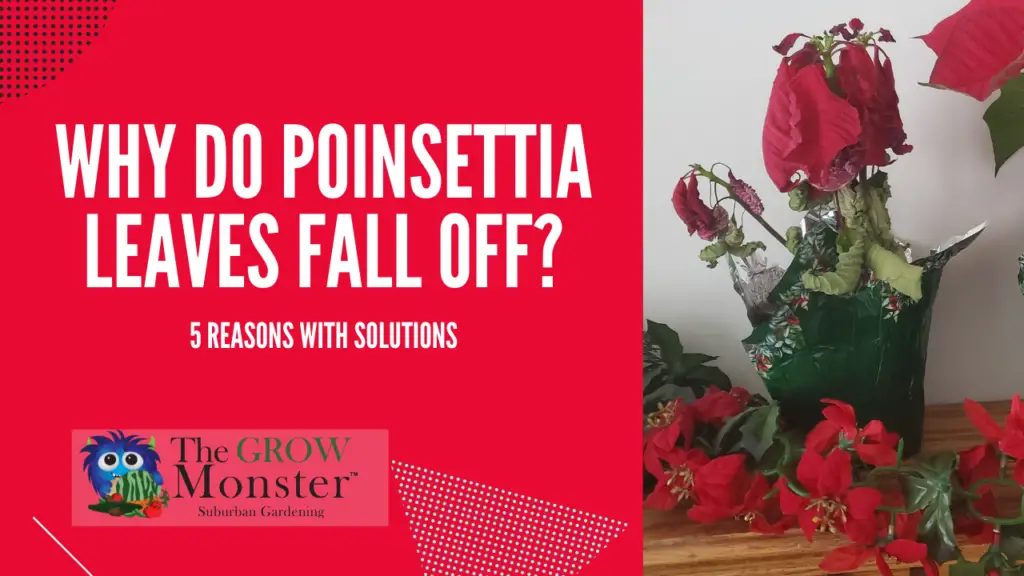 Why do Poinsettia leaves fall off with photo of withered Poinsettia.