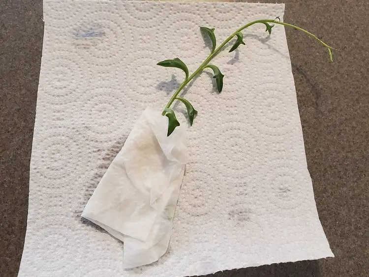 Stem of String of Dolphins wrapped in paper towel.