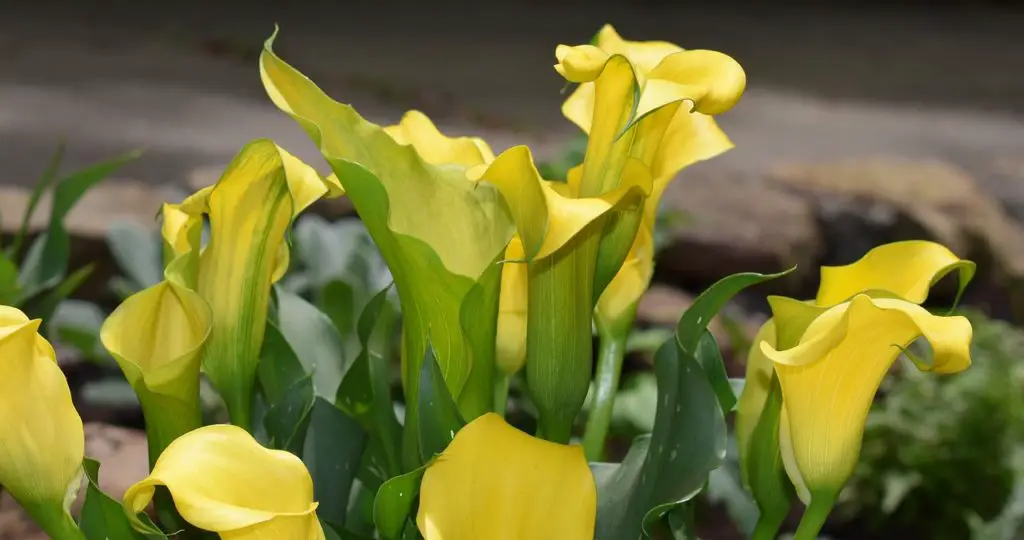 calla lily, flower, blossom-2274056.jpg