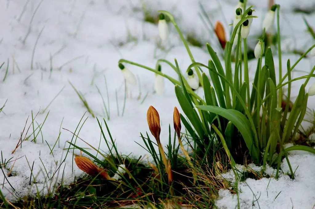 crocus, bud, snow-3140024.jpg