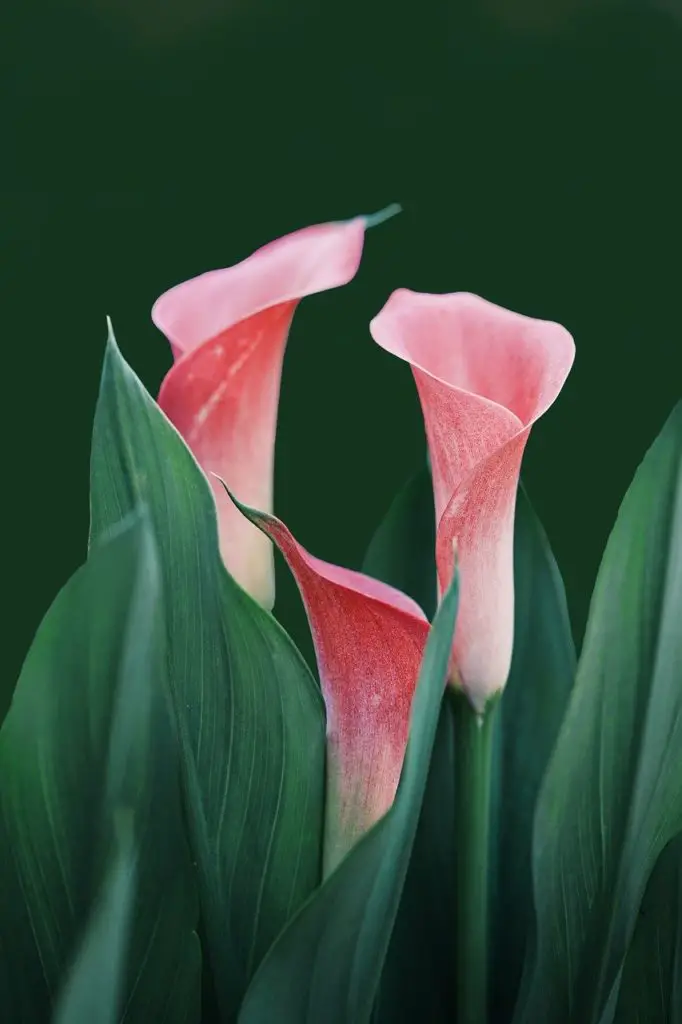 flowers, calla lilies, bloom-6229866.jpg