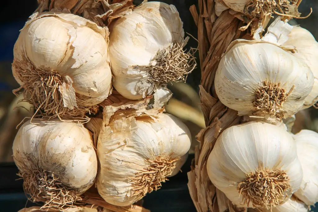 Garlic bulbs drying in storage.