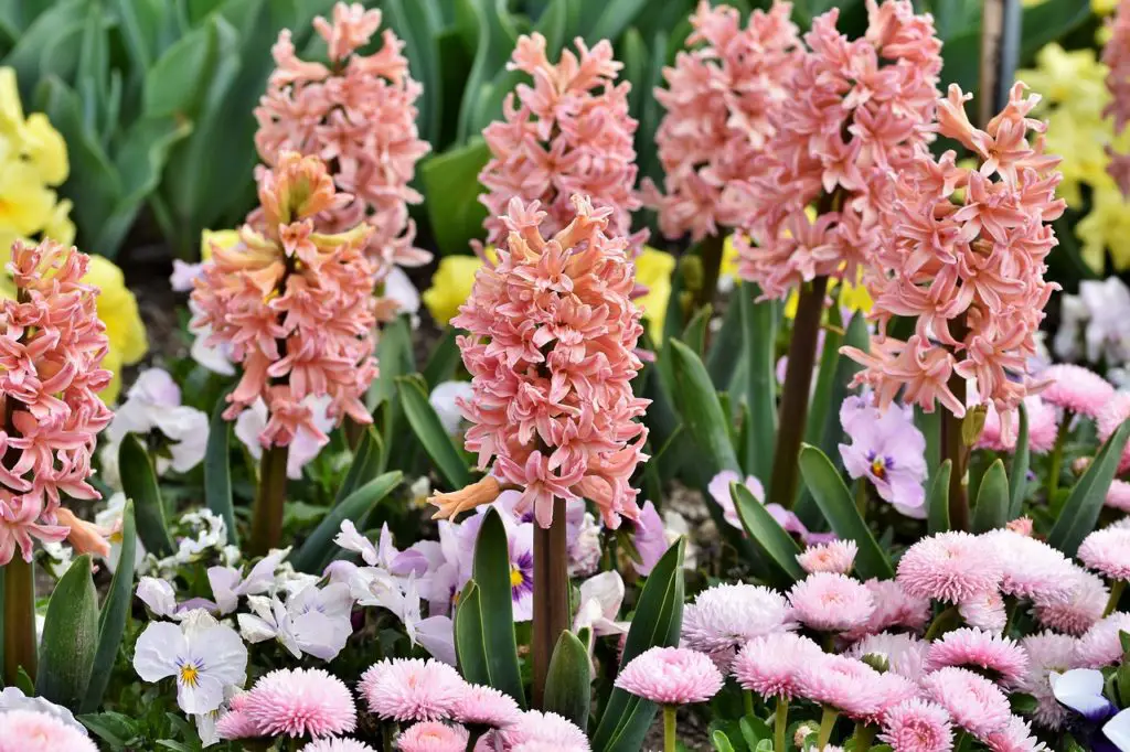 hyacinth, blossoms, spring flower-4110011.jpg