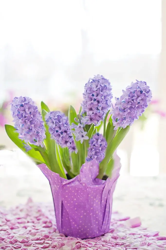hyacinth, purple, pastel-4110727.jpg