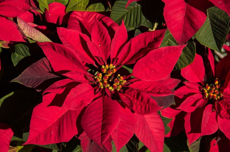 Why Do Poinsettia Leaves Fall Off 5 Reasons with Solutions The Grow