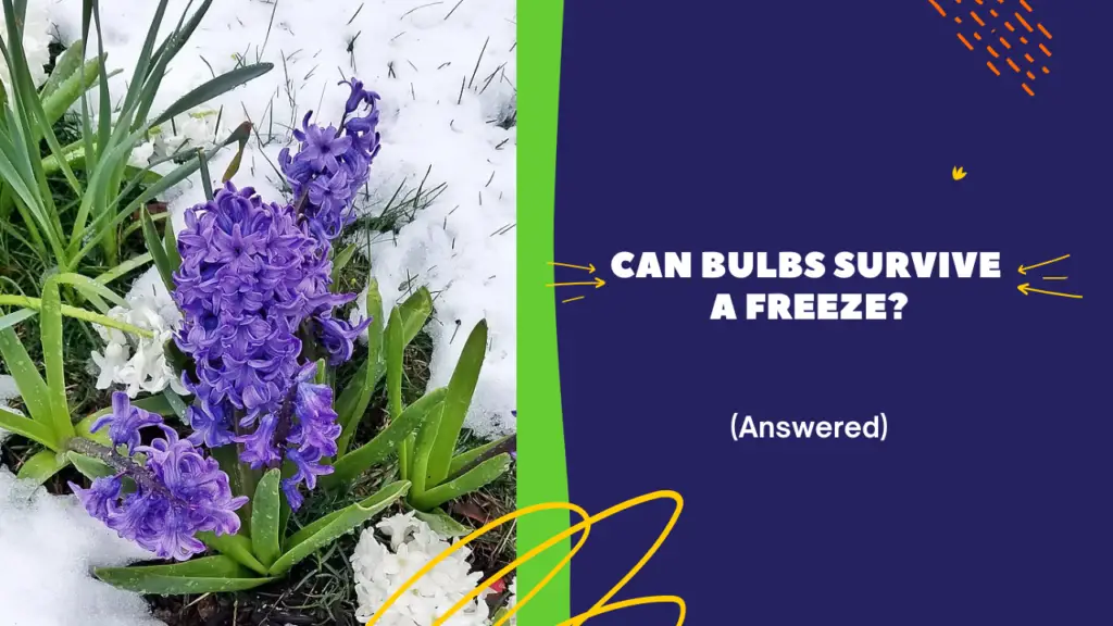 Hyacinth bulbs in the snow with words can bulbs survive a freeze.