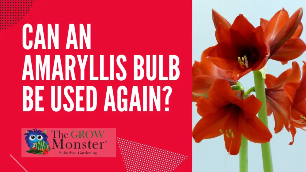 Amaryllis flowers with words can an amaryllis bulb be used again