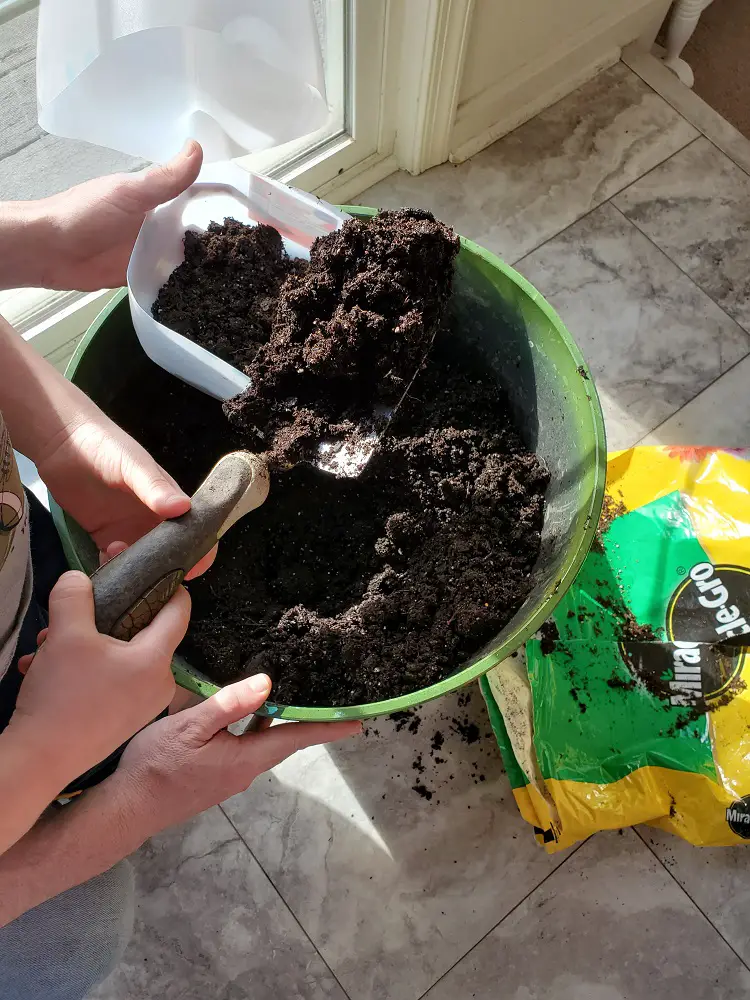 Filling containers with potting soil for winter sowing.