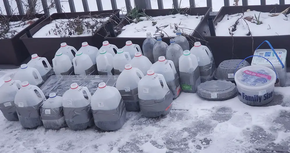 Milk jugs placed outside for winter sowing.