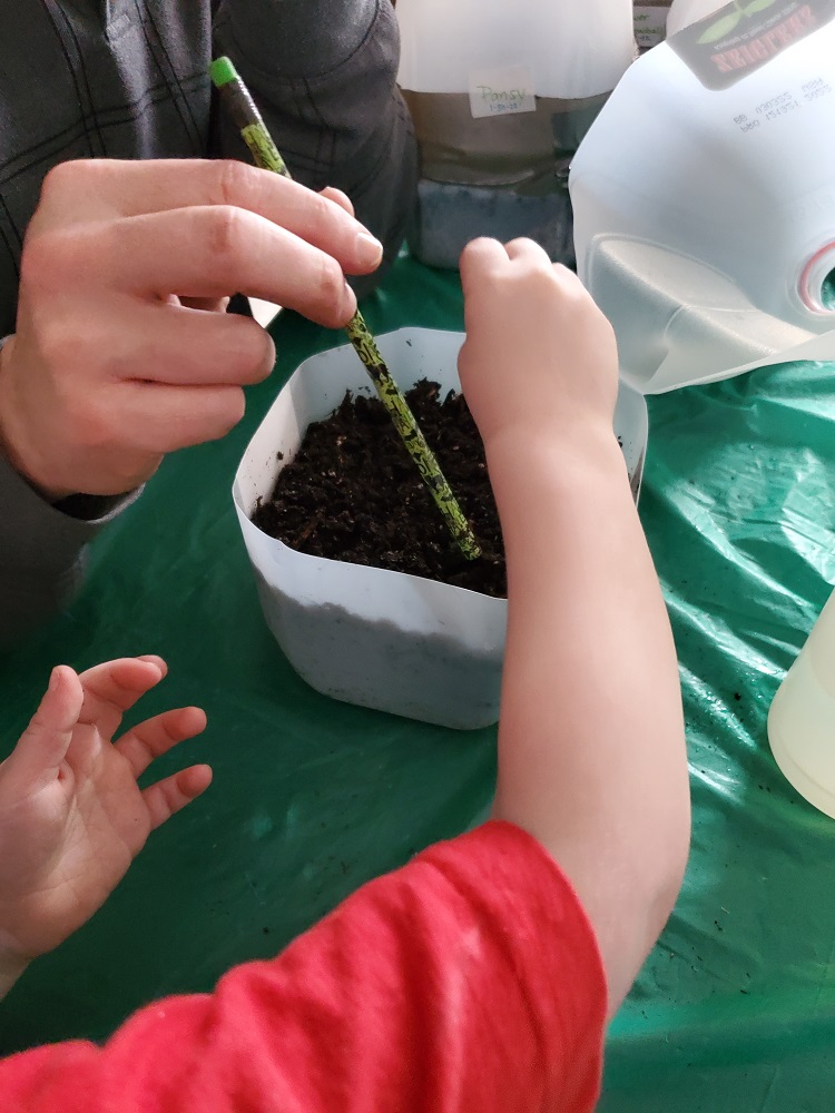Tapping down seeds in soil in milk jug.