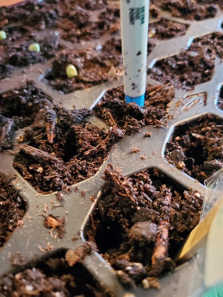 Tapping down seeds in soil in seed tray.