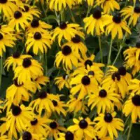 This image has an empty alt attribute; its file name is black-eyed-susan.jpg