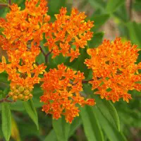 This image has an empty alt attribute; its file name is butterfly-weed.jpg