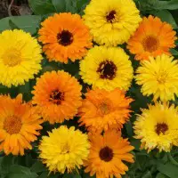 This image has an empty alt attribute; its file name is calendula.jpg