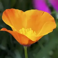 This image has an empty alt attribute; its file name is california-poppy.jpg
