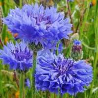 This image has an empty alt attribute; its file name is cornflower.jpg