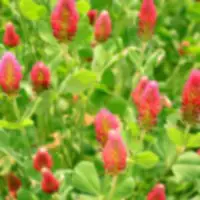 This image has an empty alt attribute; its file name is crimson-clover.jpg