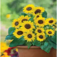 This image has an empty alt attribute; its file name is dwarf-sunflowers.jpg