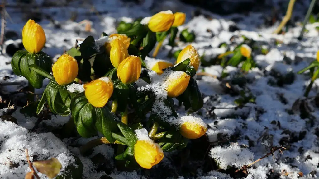 flower, yellow flowers, season-3183110.jpg