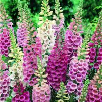This image has an empty alt attribute; its file name is foxglove.jpg