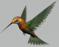 This image has an empty alt attribute; its file name is hummingbird.jpg