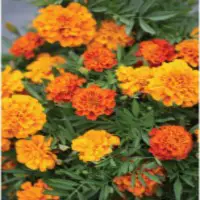 This image has an empty alt attribute; its file name is marigolds.jpg