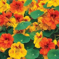 This image has an empty alt attribute; its file name is nasturtium.jpg