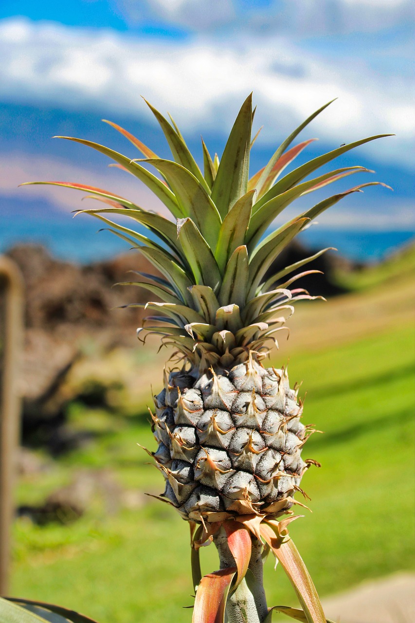 Do Pineapples Grow on Trees? The Grow Monster