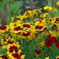 This image has an empty alt attribute; its file name is plains-coreopsis.jpg