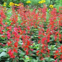 This image has an empty alt attribute; its file name is scarlet-sage-flower.jpg