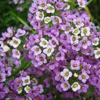 This image has an empty alt attribute; its file name is sweet-alyssum.jpg