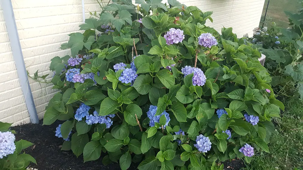 Photo of blue Hydrangea.