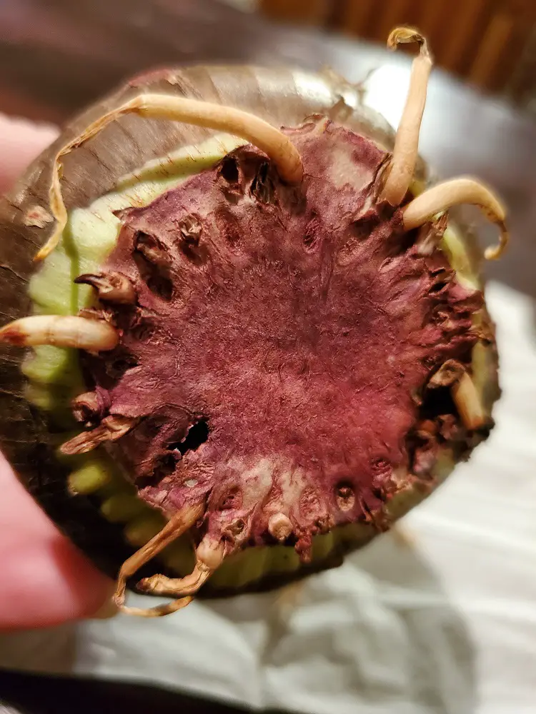 Holes in bottom of Amaryllis after removing metal from wax.