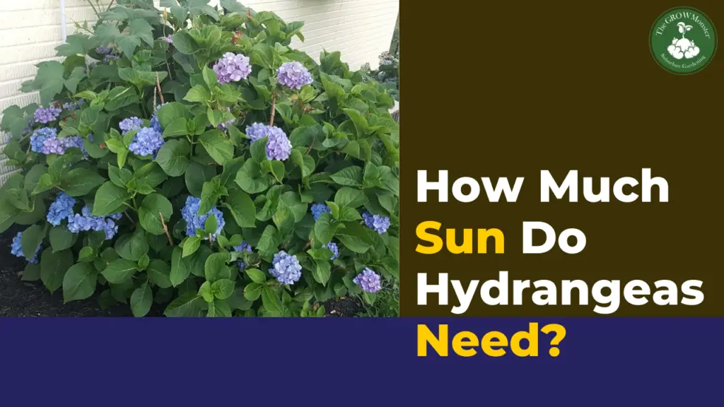 Photo of Hydrangea bush with words How much sun do Hydrangeas need.