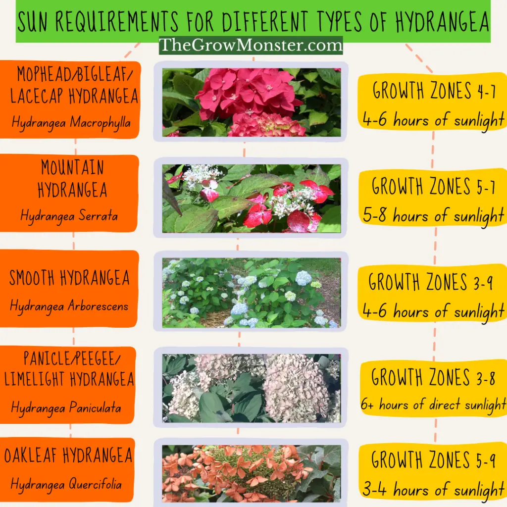 Chart of sun requirements for different varieties of Hydrangea.