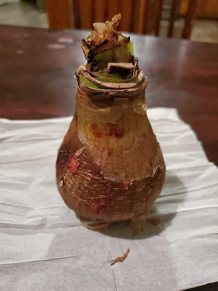 Wax removed from waxed Amaryllis bulb photo.