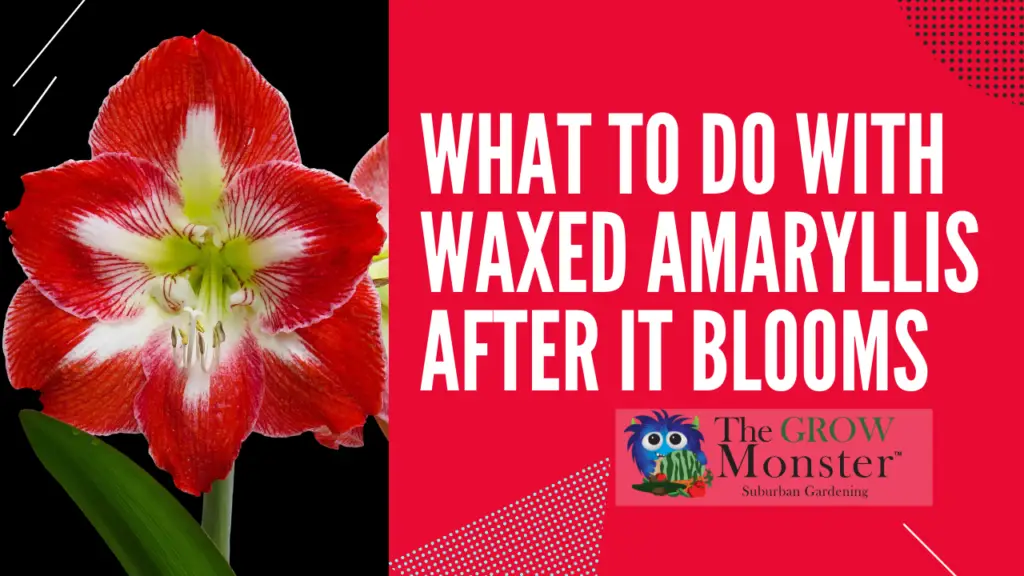 Photo of Amaryllis with words What to do with waxes Amaryllis after it blooms