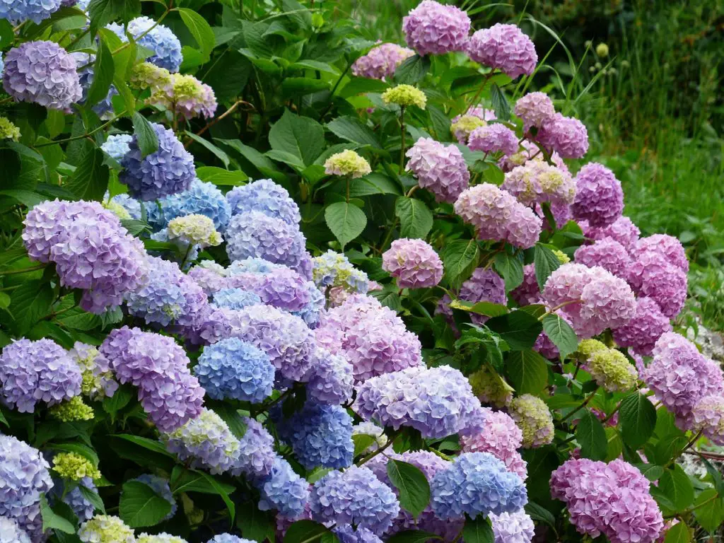 hydrangeas, flower, blooming-177317.jpg