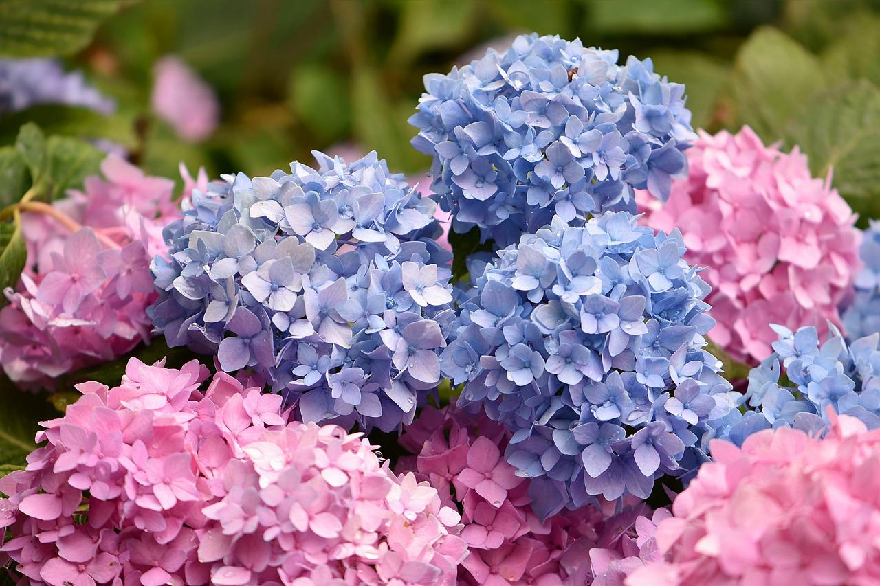 How Much Sun do Hydrangeas Need? The Grow Monster