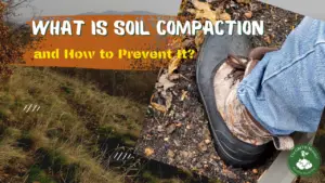 What is soil compaction and how to prevent it wording with a picture of a boot compacting the garden bed.